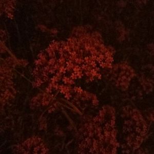 中国人肛交大片
